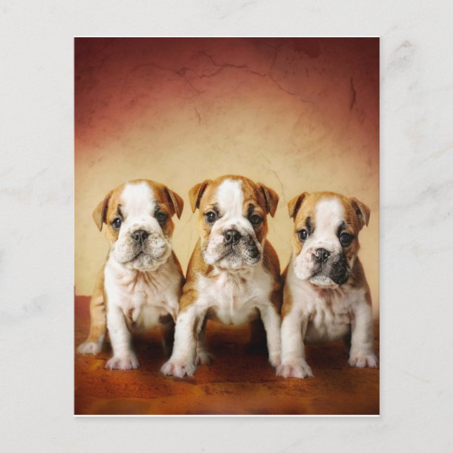 Flyer Los cachorros de Bulldog inglés son muy amables (Frente)