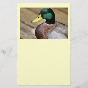 Flyer Mallard Duck