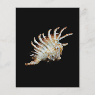 Flyer Mambeda Lambis Shell Spider