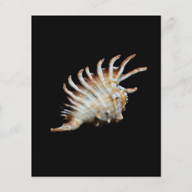 Flyer Mambeda Lambis Shell Spider (Frente)
