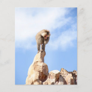 Flyer Mandrill mono en la cima de una montaña