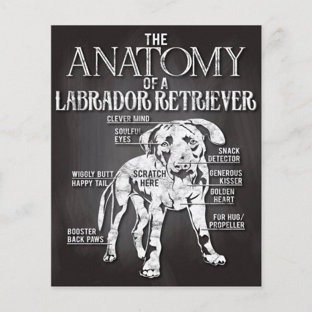 Flyer Mejor Regalo La Anatomía De Un Labrador Recuperado (Frente)