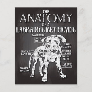 Flyer Mejor Regalo La Anatomía De Un Labrador Recuperado