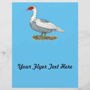 Flyer Muscovy Blue Pied Duck