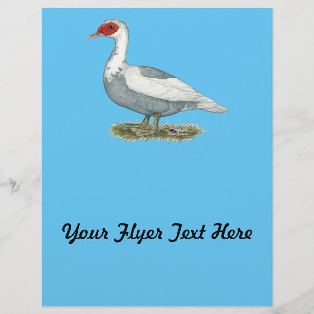 Flyer Muscovy Blue Pied Duck (Frente)
