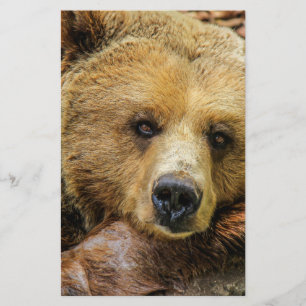 Flyer Oso osos animal personalizado aniversarios persona