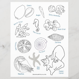 Flyer Página Seashell ID de Sea Life Seashell ID Workshe