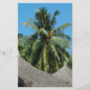 Flyer Palmera de coco