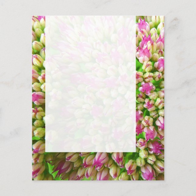 Flyer Panel 0110 - Sedum "Alegría de otoño" (B&W) (Frente)