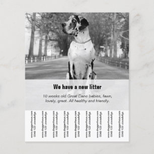 Flyer Para vender Cachorros Dane