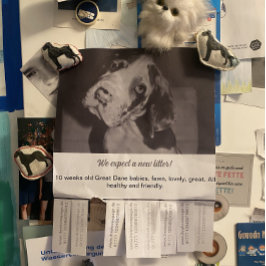 Flyer Para vender cachorros Dane coloridos