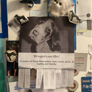 Flyer Para vender cachorros Dane coloridos