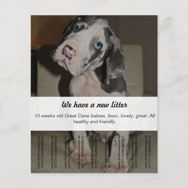 Flyer Para vender Dane Puppies (Frente)