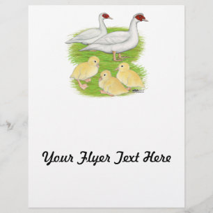 Flyer Patos Familia de Almizclera Blanca