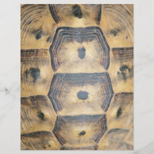 Flyer Patrón de shell de tortuga
