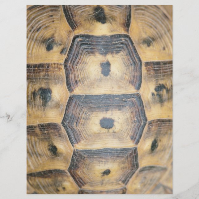 Flyer Patrón de shell de tortuga (Frente)