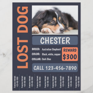 Flyer Perdido perro perdido Poster de recompensas