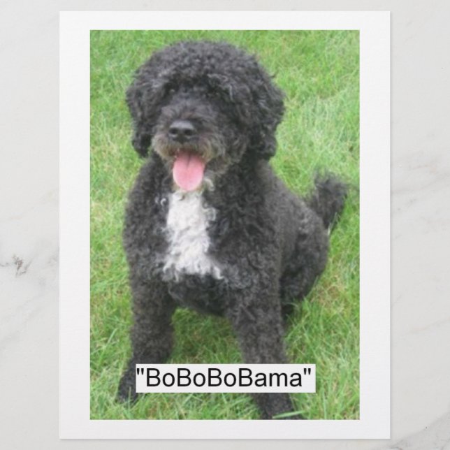 Flyer Perro acuático portugués Barack Obama (Frente)