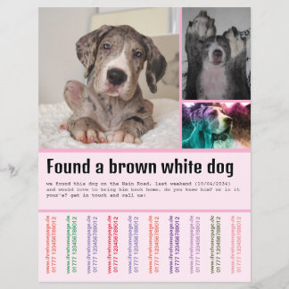 Flyer Perro Encontrado 