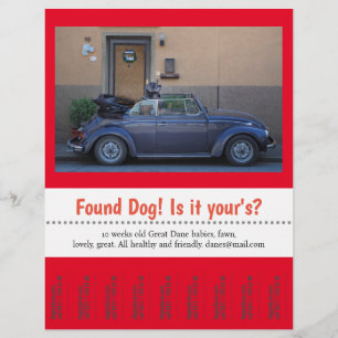 Flyer Perro Encontrado Desprender texto personalizado