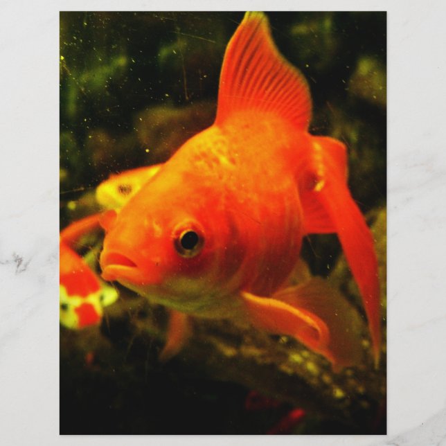 Flyer Pescado dorado (Frente)