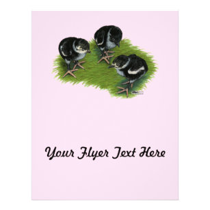 Flyer Pheasant Black Chicks