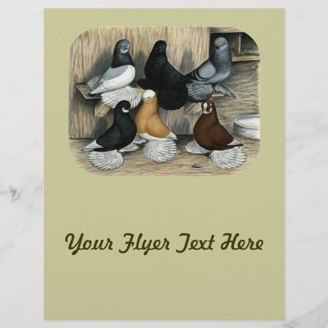 Flyer Pigeones de Tumbler Muffed (Frente)