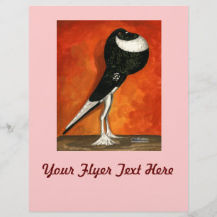 Flyer Pigmy Pouter Pigeon Black Pie