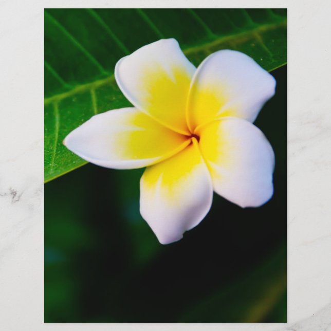 Flyer plumeria (Frente)