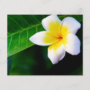 Flyer plumeria
