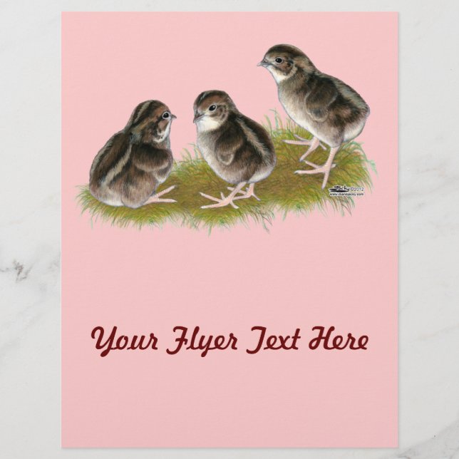 Flyer Pollitos de codorniz Coturnix (Frente)