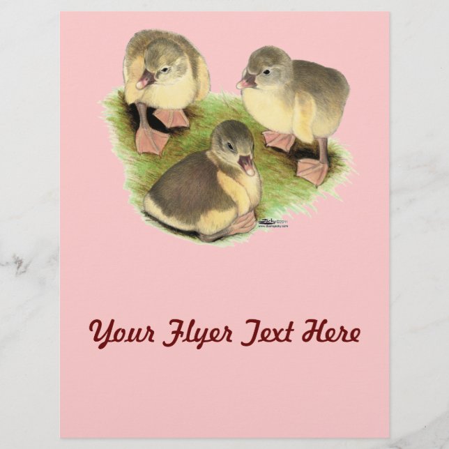 Flyer Pomeranias Buff Goslings (Frente)