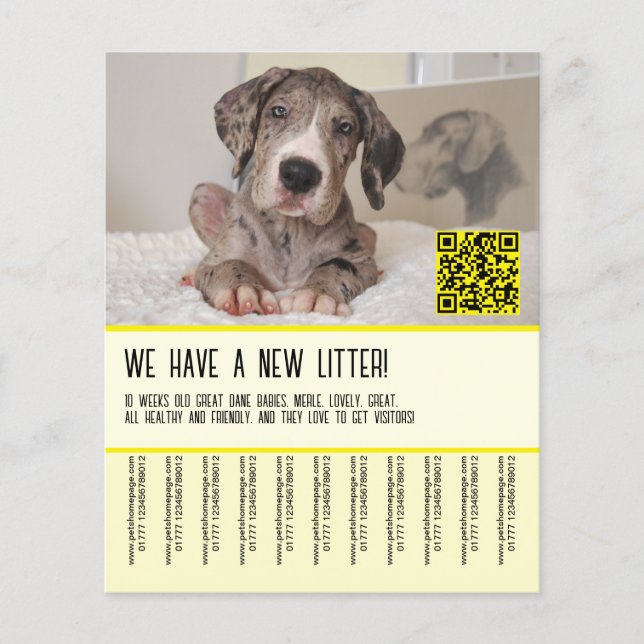 Flyer Póster de Cachorros de Gran Danés para la Venta (Frente)
