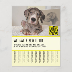 Flyer Póster de Cachorros de Gran Danés para la Venta