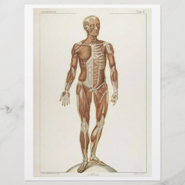 Flyer Póster de Músculos Anteriores (Frente)