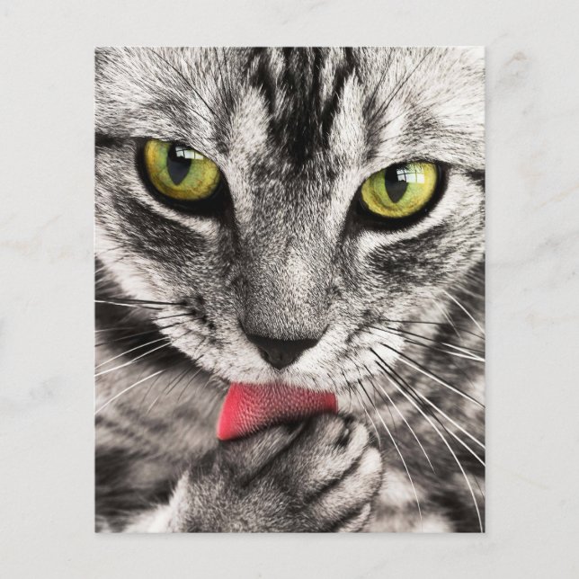 Flyer Retrato de gato (Frente)