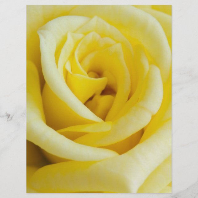 Flyer Rosa amarilla (Frente)