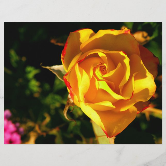 Flyer rosa naranja (Frente)