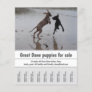 Flyer Seller Poster
