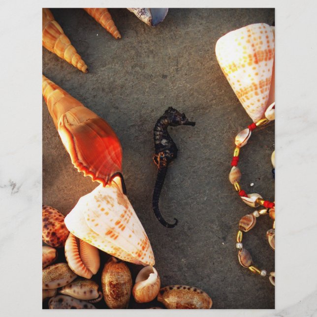 Flyer Shells (Frente)