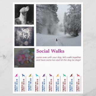 Flyer Social Dog pasea a Ripp 