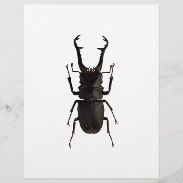 Flyer Stag Beetle (Frente)