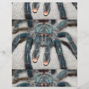 Flyer tarántula azul