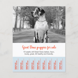 Flyer To sell Dane Puppies
