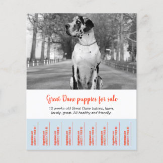 Flyer To sell Dane Puppies