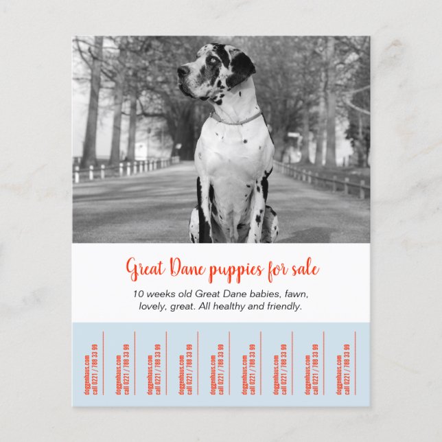 Flyer To sell Dane Puppies (Frente)