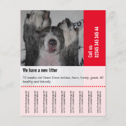 Flyer To sell Dane Puppies