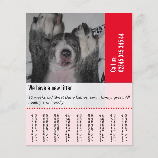 Flyer To sell Dane Puppies (Frente)