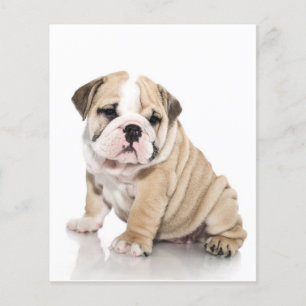 Flyer Triste Bulldog de cachorros