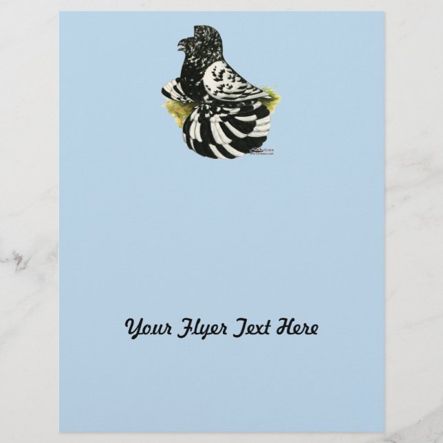 Flyer Trumpeter Pigeon Dark Splash (Frente)